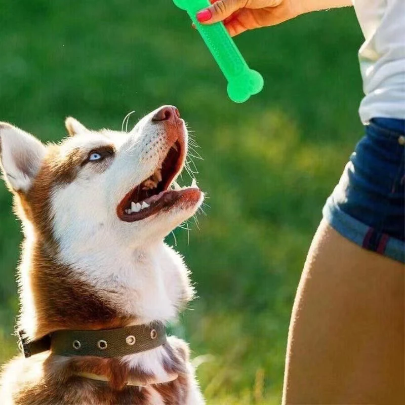Juguete para masticar hueso de - Training Clicker Dog reseña y precio
