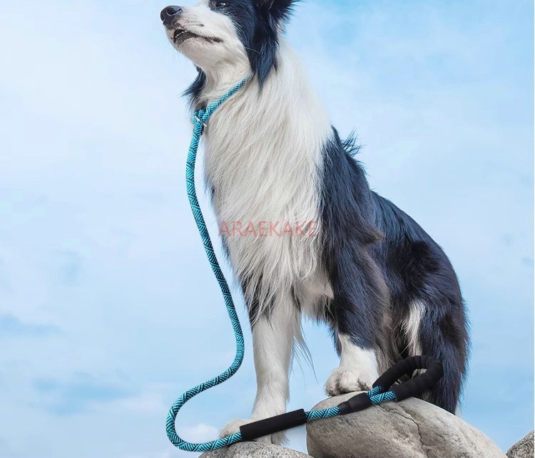 Cuerda P a prueba de explosion - Pet Supplies Young reseña y precio