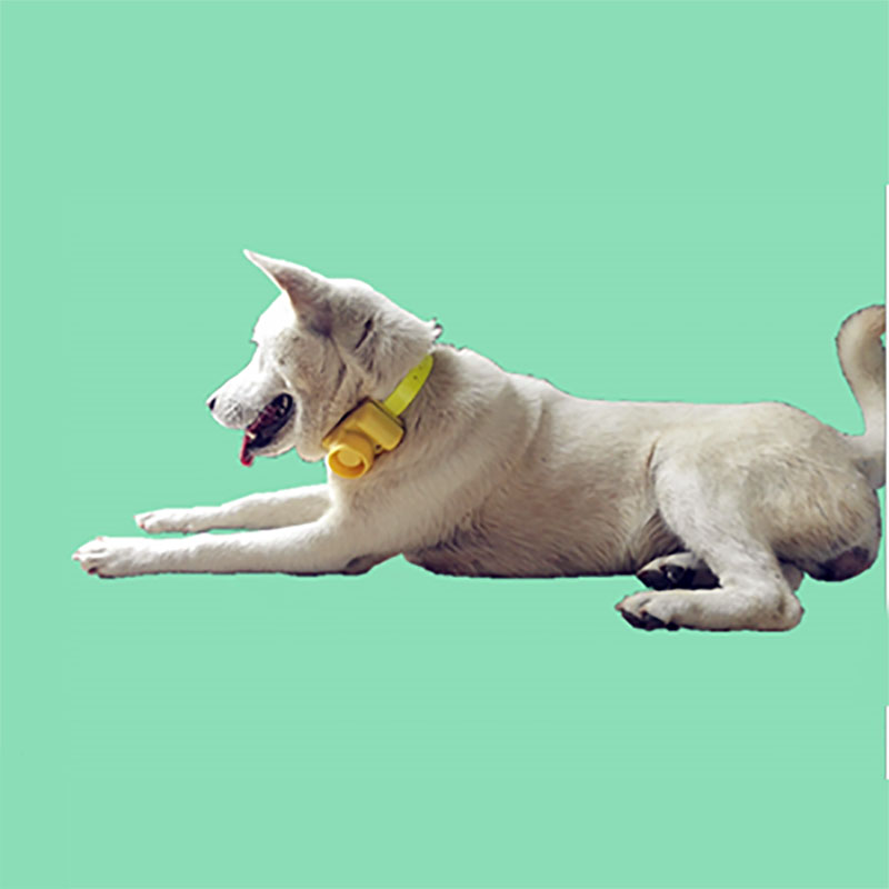 Collar de perro impermeable al - Training Clicker Dog reseña y precio